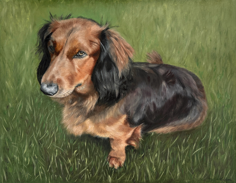 Jakub, Long-haired dachshund, 35x45 cm