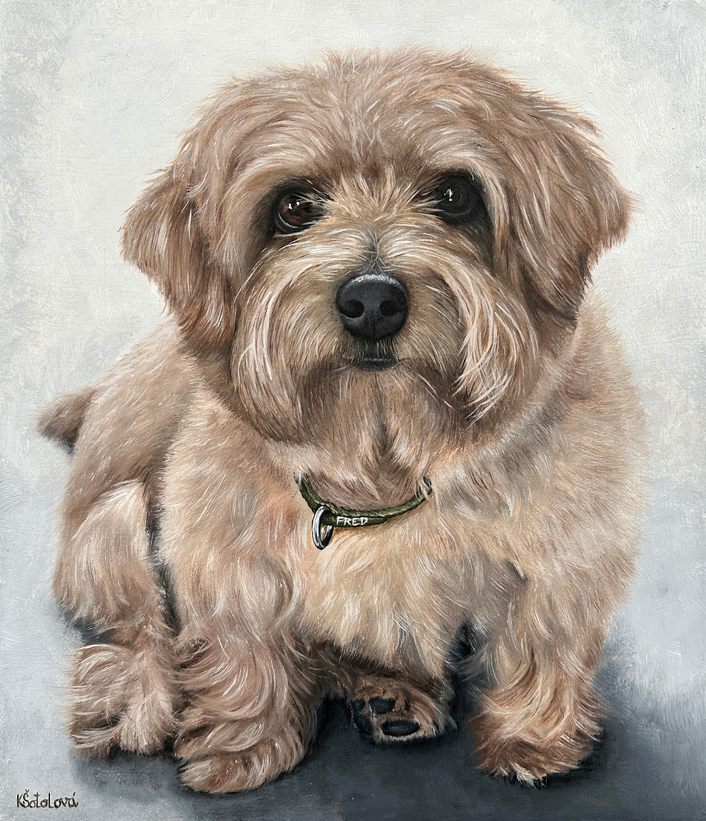 Fred, Norfolk Terrier, 31x27 cm