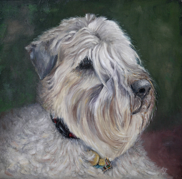Sami, Soft-coated wheaten terrier, 23x23 cm