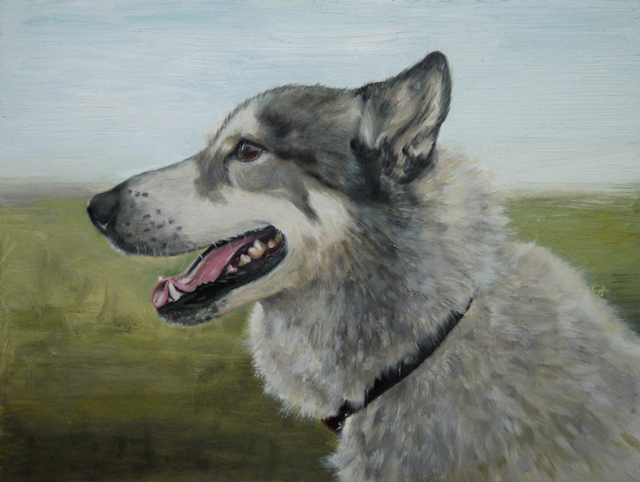 Pup, Husky & wolf mix, 23x30 cm