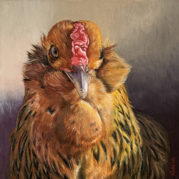 FOR SALE | Chubby Cheeks the Third, Ameraucana chicken, 20x20 cm