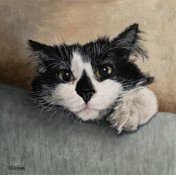 Maeley, Maine coon cat, 20x20 cm