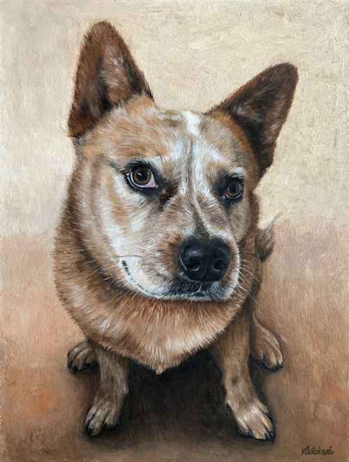 Iggy, Australian cattle dog, 30x23 cm (for sale)