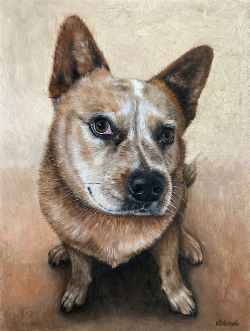 FOR SALE | Iggy, Australian cattle dog, 30x23 cm