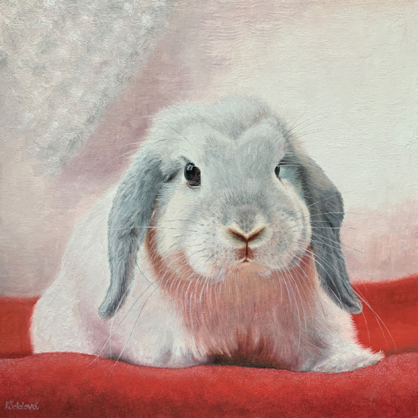 Snowy, Dwarf rabbit, 25x25 cm