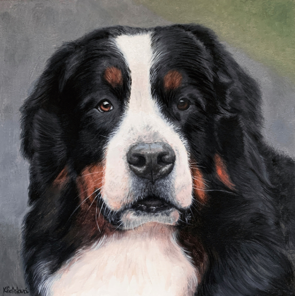 Grizzly, Bernese mountain dog, 23x23 cm