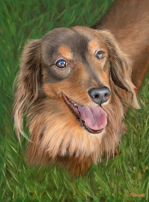 Coco, Long-haired miniature dachshund, 30x23 cm