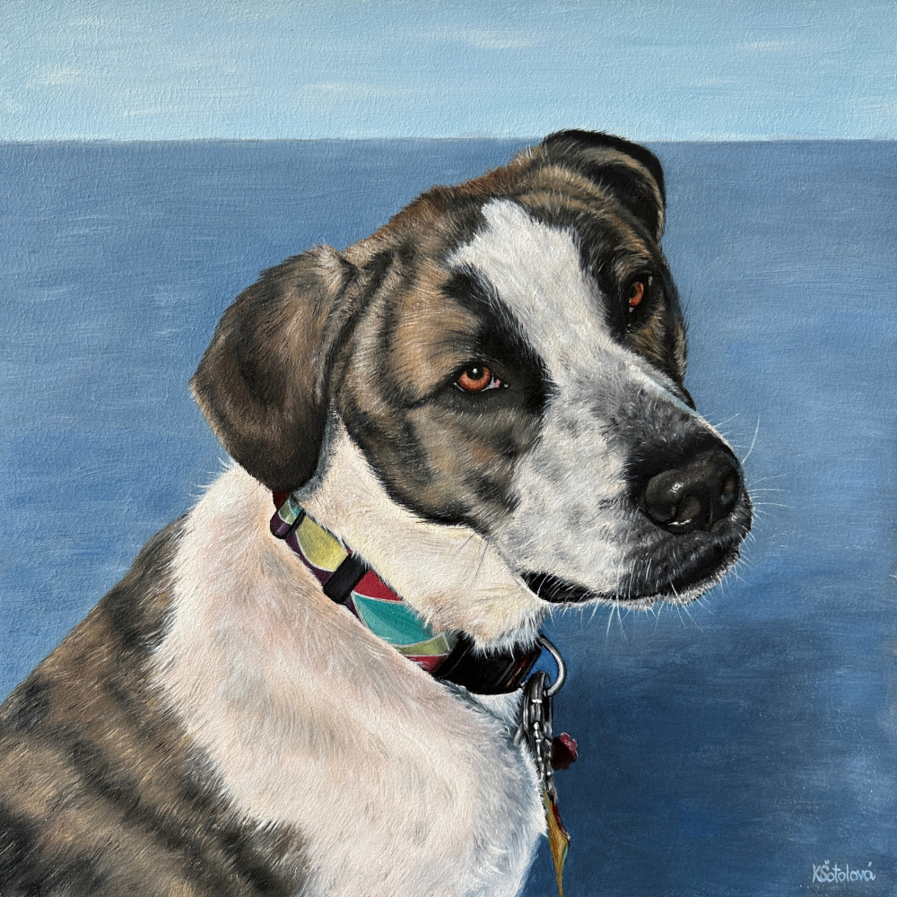 Justice, Boxer & Akita & White Shepherd mix, 30x30 cm